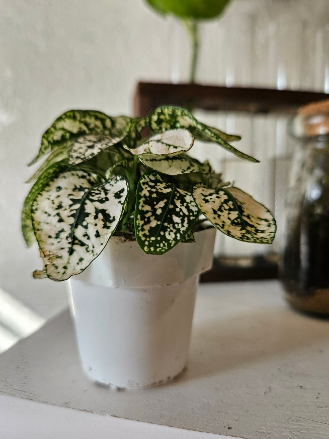 2 in Polka Dot plant – The Potted Plant Co
