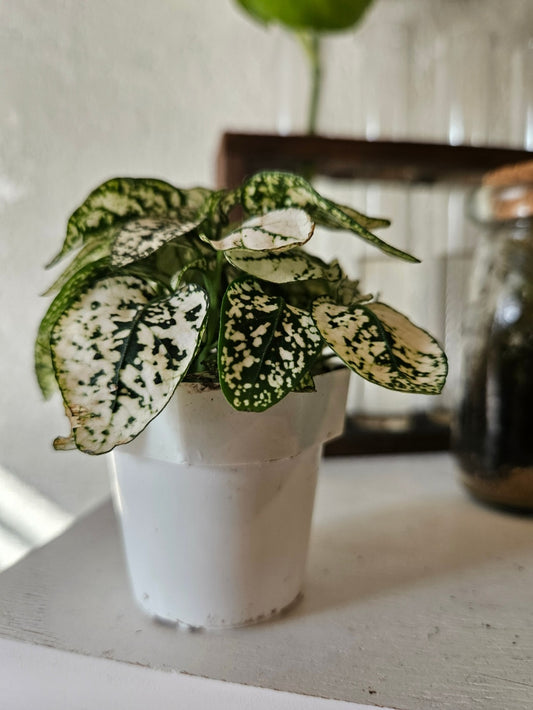 2 in Polka Dot plant