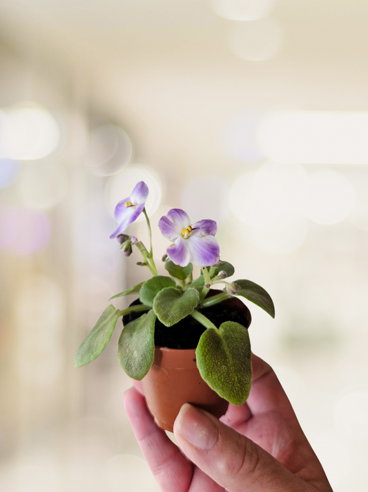 2" African Violet