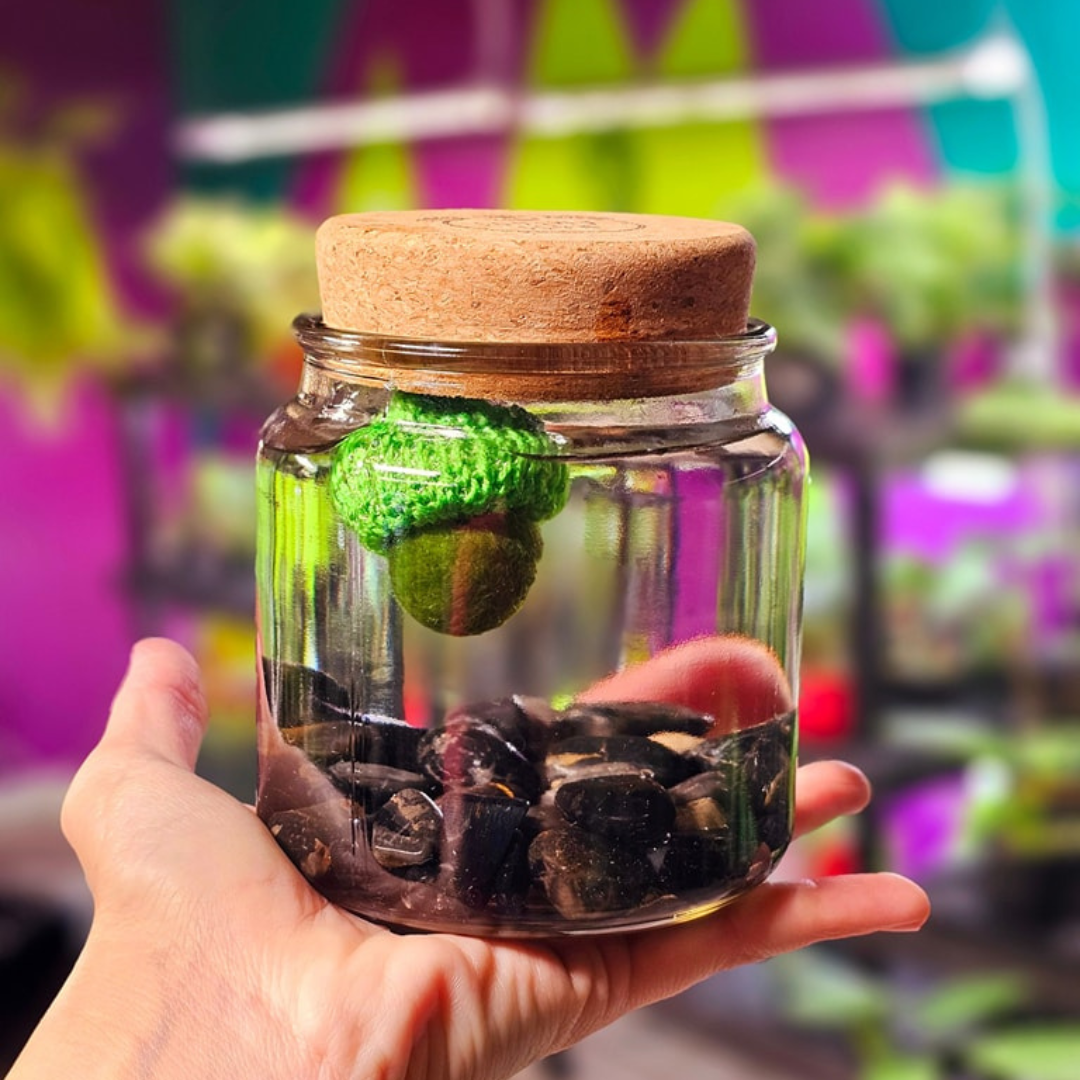 Large Marimo Marimo Moss Ball Terrarium with Obsidian Stones
