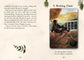 Witch's Homestead Oracle by Hadas Knox: Flashcards; 160 pages / English