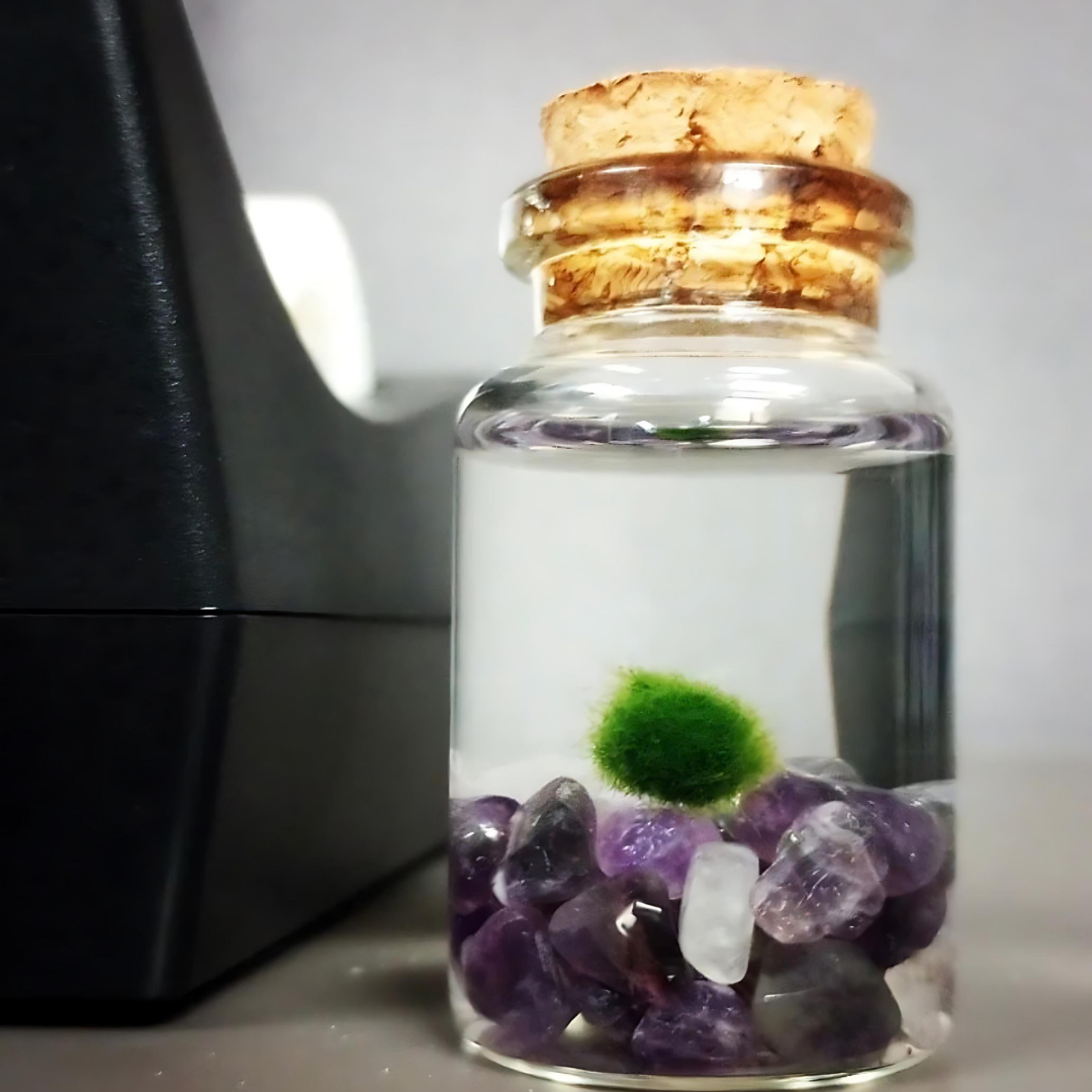 Tiny Marimo Moss Ball Terrarium with Amethyst Gemstones: Single