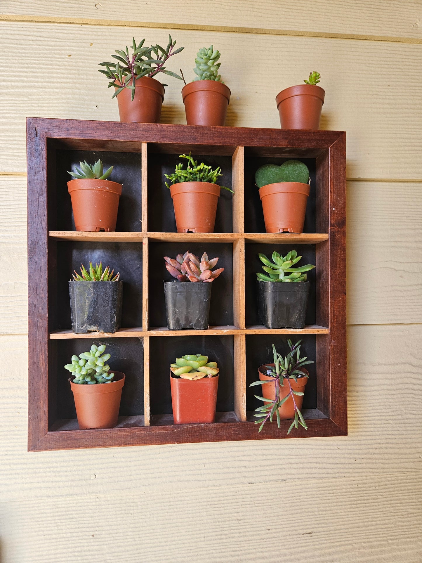2" succulents