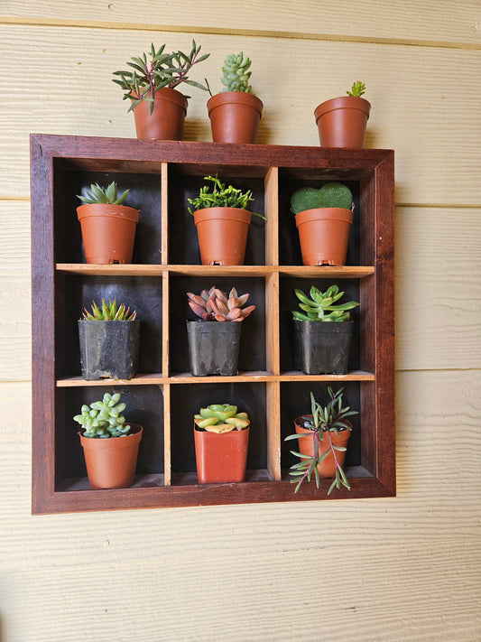2" succulents