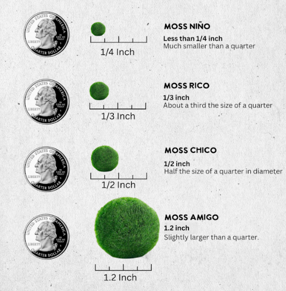 Carnelian Large Marimo Moss Ball Terrarium - 12-Pack