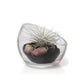 Clear Glass Terrarium Bowl For Succulents And Cactus: Large