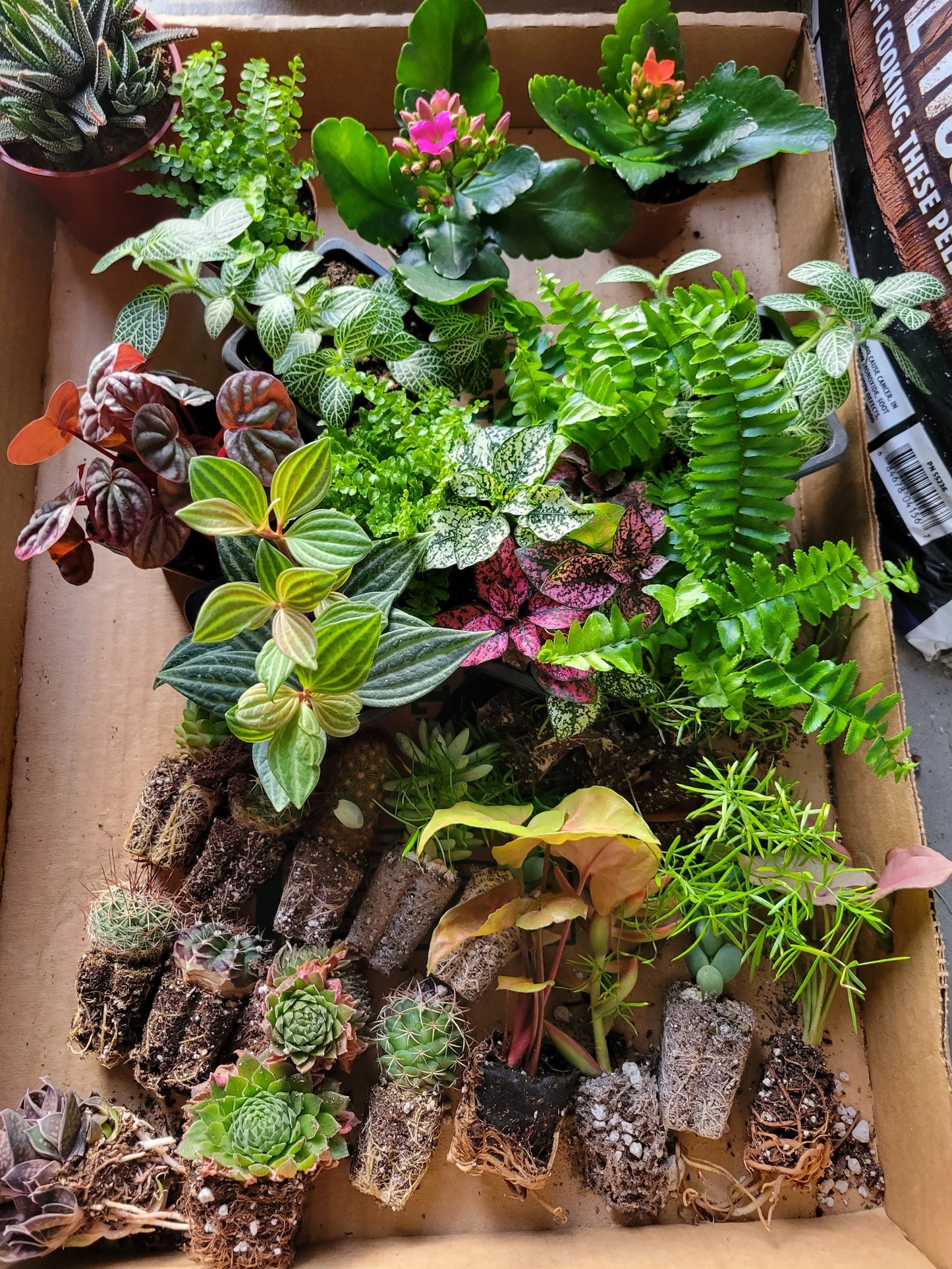 2" Itty bitty plants