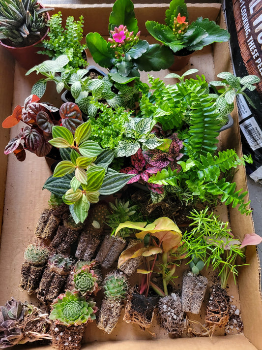 2" Itty bitty plants