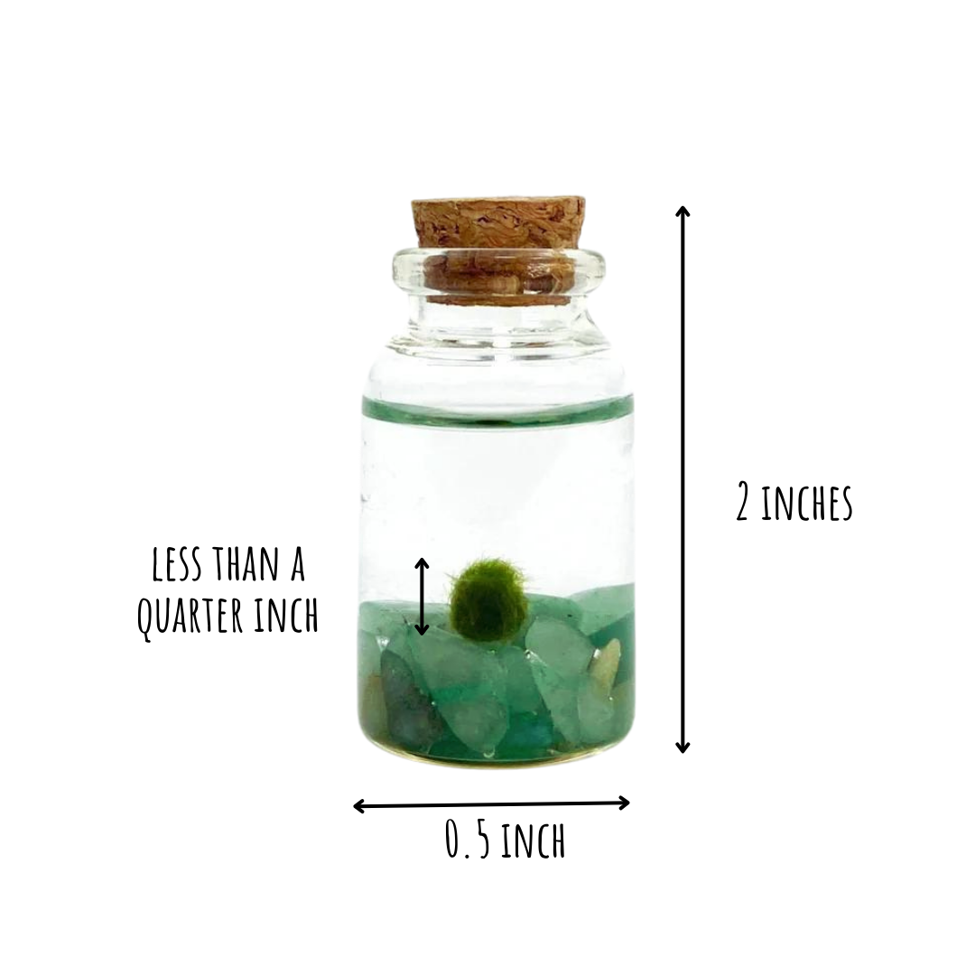 Tiny Marimo Moss Ball Terrarium with Aventurine Gemstones: Single