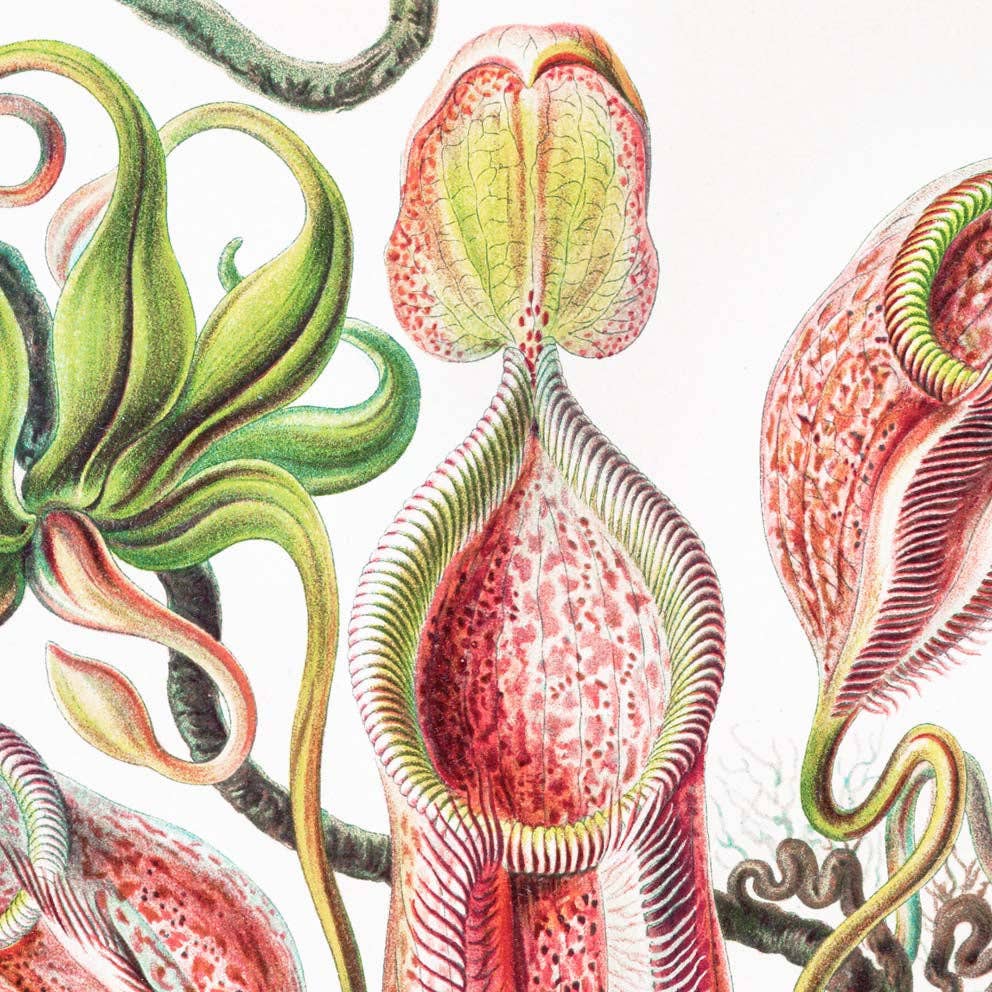 Nepenthaceae by Ernst Haeckel: 8x10 Inches