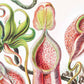 Nepenthaceae by Ernst Haeckel: 8x10 Inches