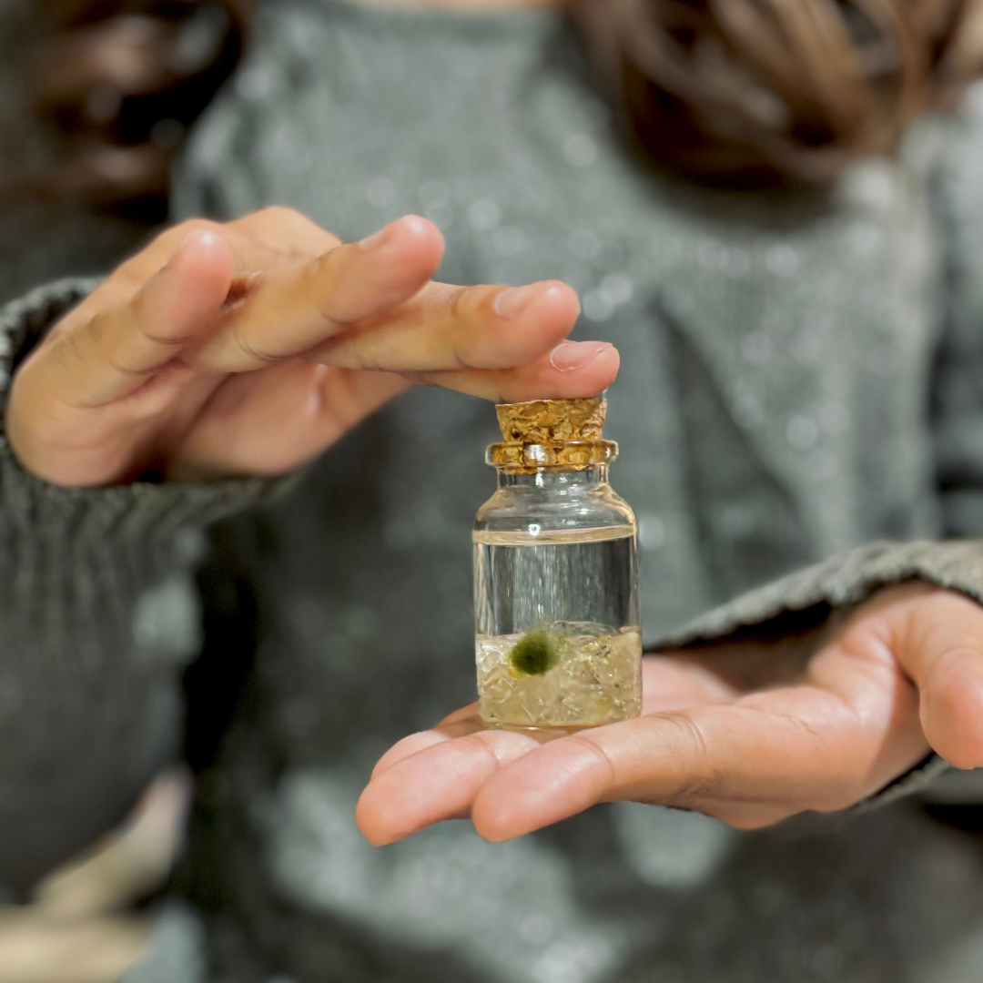 Tiny Marimo Moss Ball Terrarium with Golden Quartz Gemstones: Single