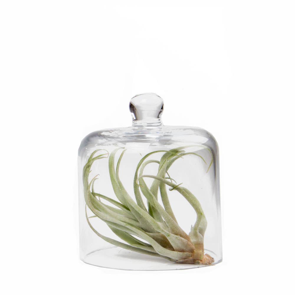 Glass Cloche Dome - Gip Small Terrarium Greenhouse: Small