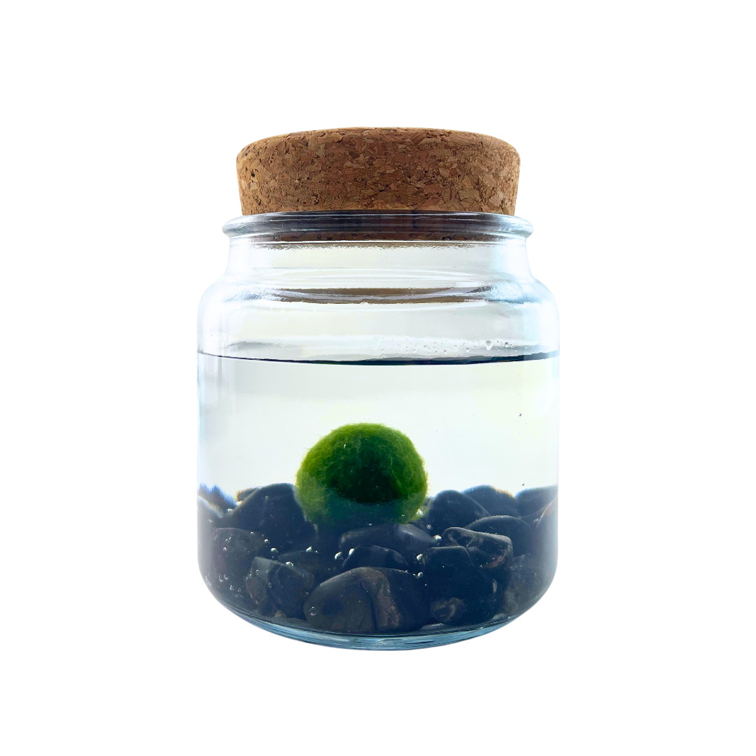 Large Marimo Marimo Moss Ball Terrarium with Obsidian Stones