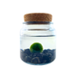Large Marimo Marimo Moss Ball Terrarium with Obsidian Stones