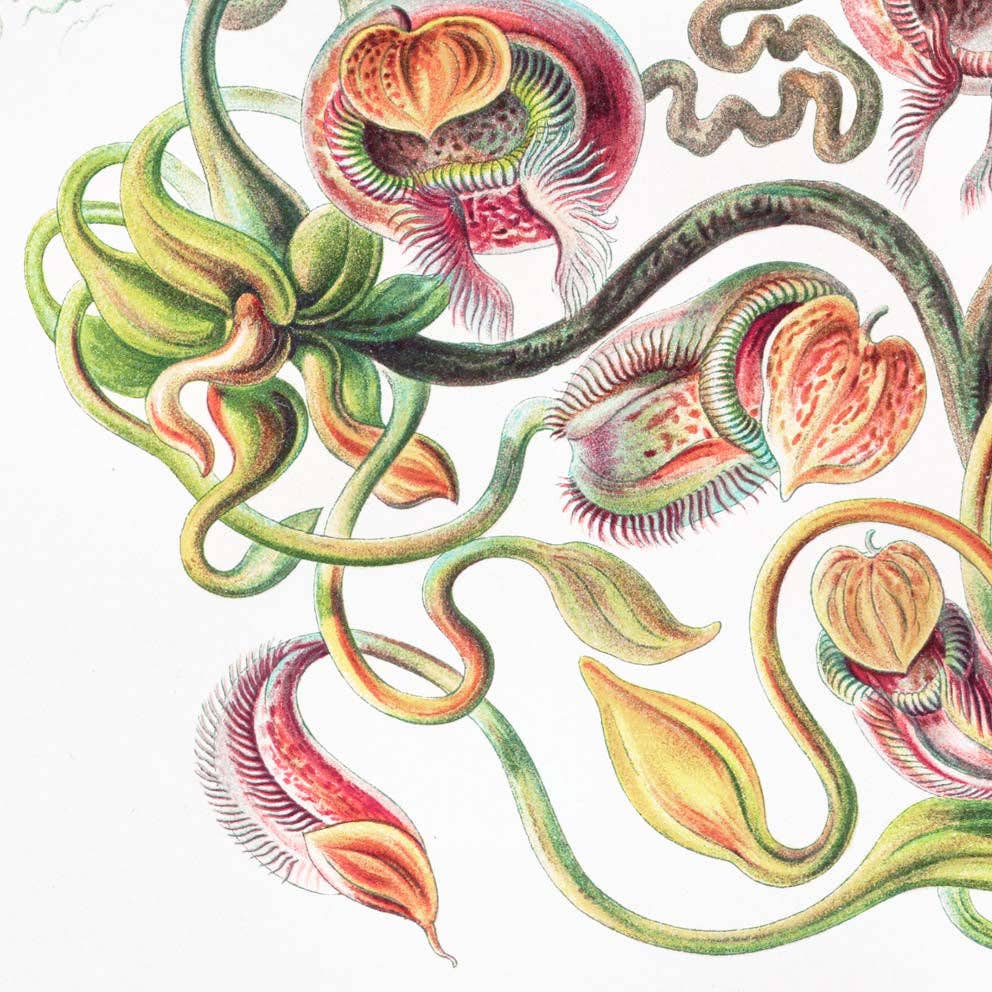 Nepenthaceae by Ernst Haeckel: 8x10 Inches