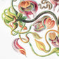 Nepenthaceae by Ernst Haeckel: 8x10 Inches
