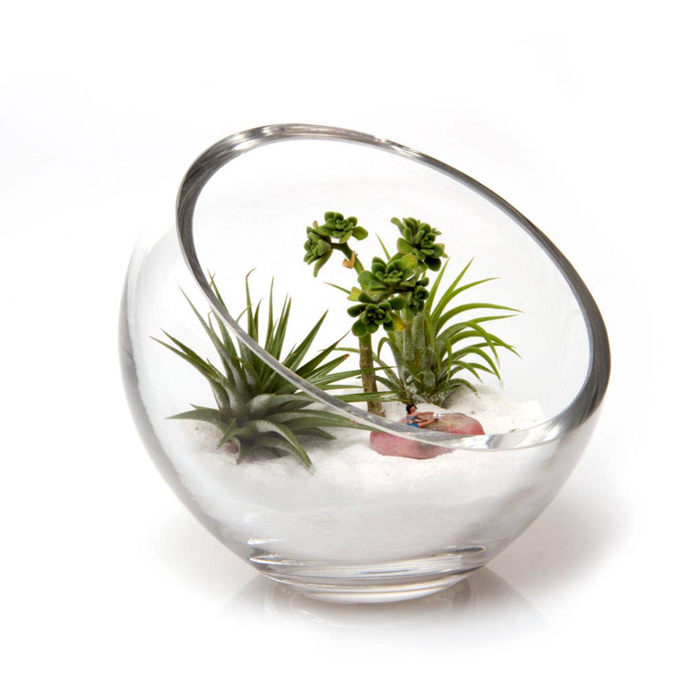 Clear Glass Terrarium Bowl For Succulents And Cactus: Large