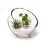 Clear Glass Terrarium Bowl For Succulents And Cactus: Large