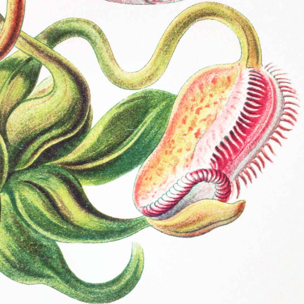 Nepenthaceae by Ernst Haeckel: 8x10 Inches
