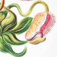 Nepenthaceae by Ernst Haeckel: 8x10 Inches