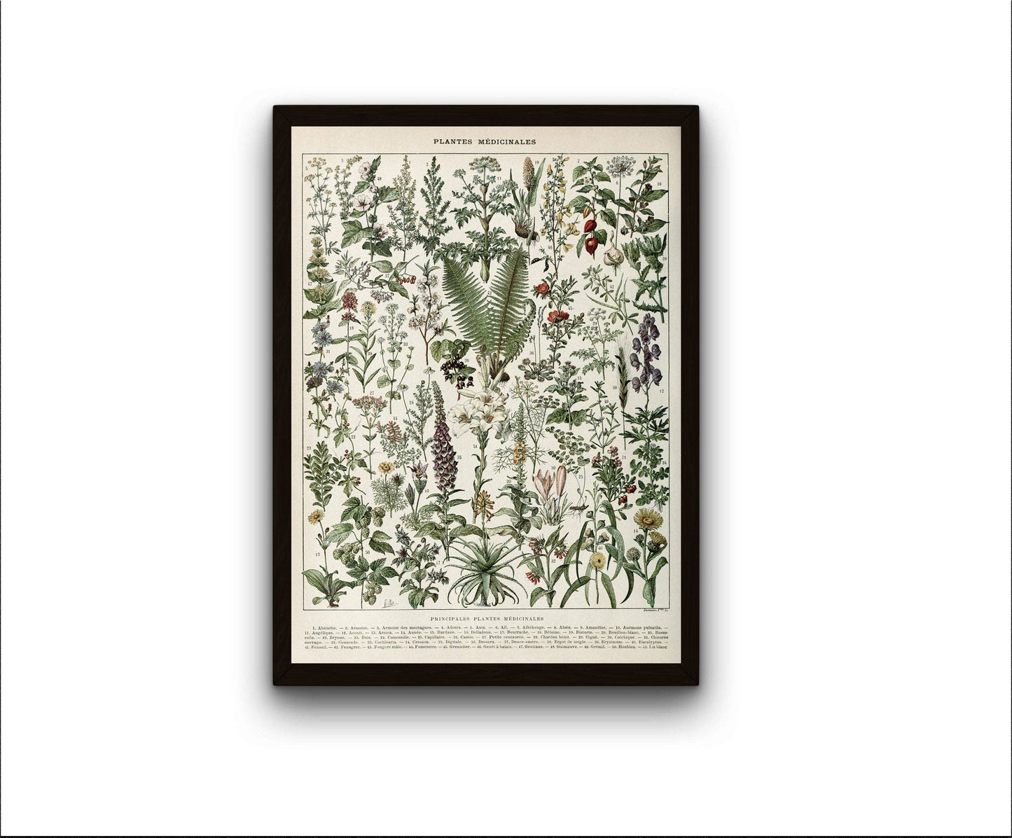 Medicinal Plants Illustration Art Print by Adolphe Millot: 12x16 Inches