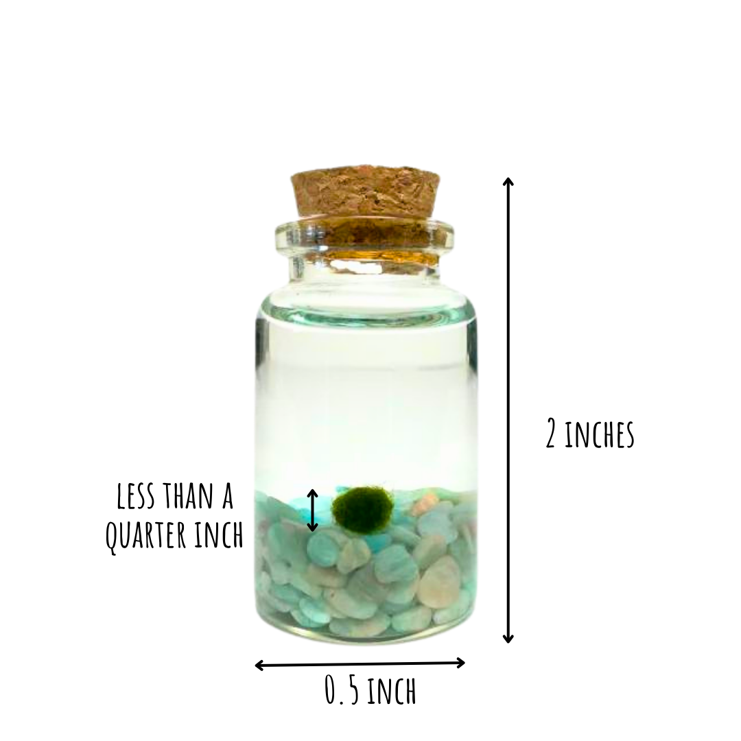 Tiny Marimo Moss Ball Terrarium with Amazonite Gemstones