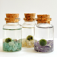 Tiny Marimo Moss Ball Terrarium with Amazonite Gemstones