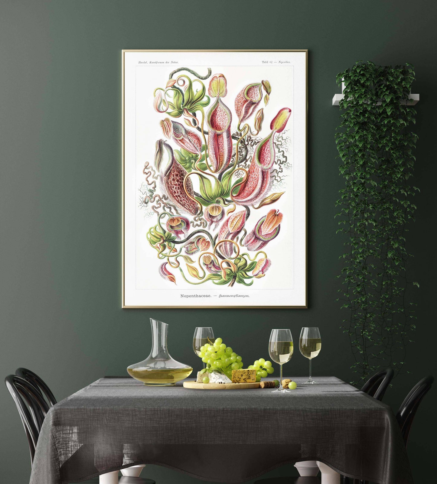 Nepenthaceae by Ernst Haeckel: 8x10 Inches