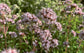 100 Herbs to Grow