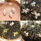 4 Pack White Plantable Paper Skulls / Seed Bombs / Seedy Skulls Pack / Recycled Paper Pulp Craft / Spring Summer Small Gift / Skull Flowers