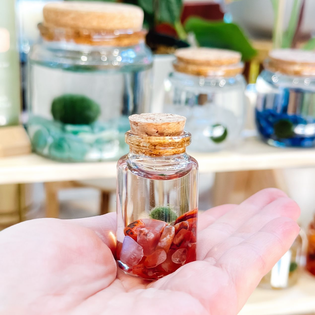 Tiny Marimo Moss Ball Terrarium with Carnelian Gemstones: Single