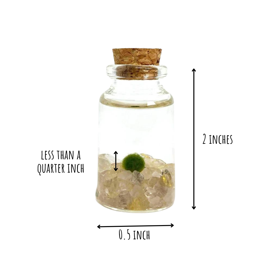 Tiny Marimo Moss Ball Terrarium with Golden Quartz Gemstones: Single