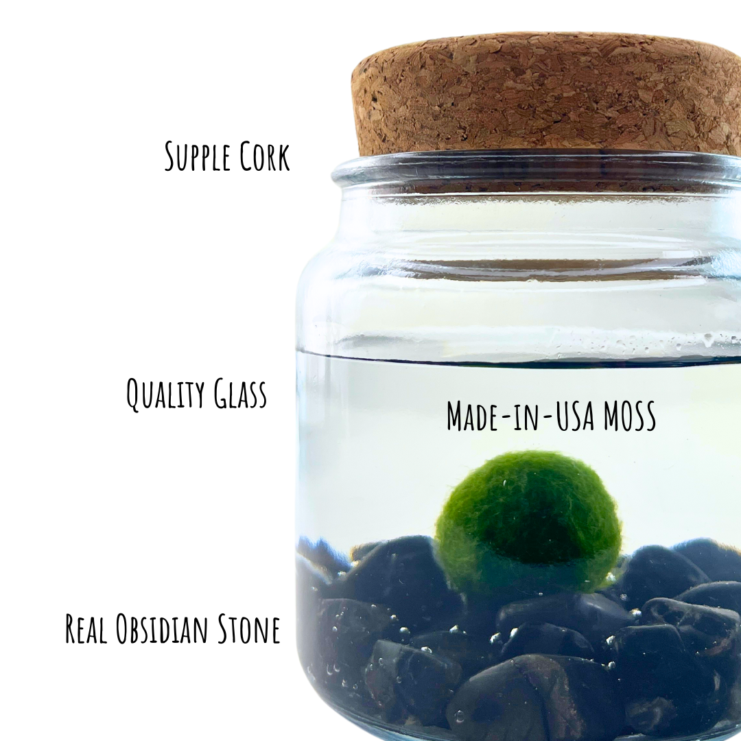 Large Marimo Marimo Moss Ball Terrarium with Obsidian Stones