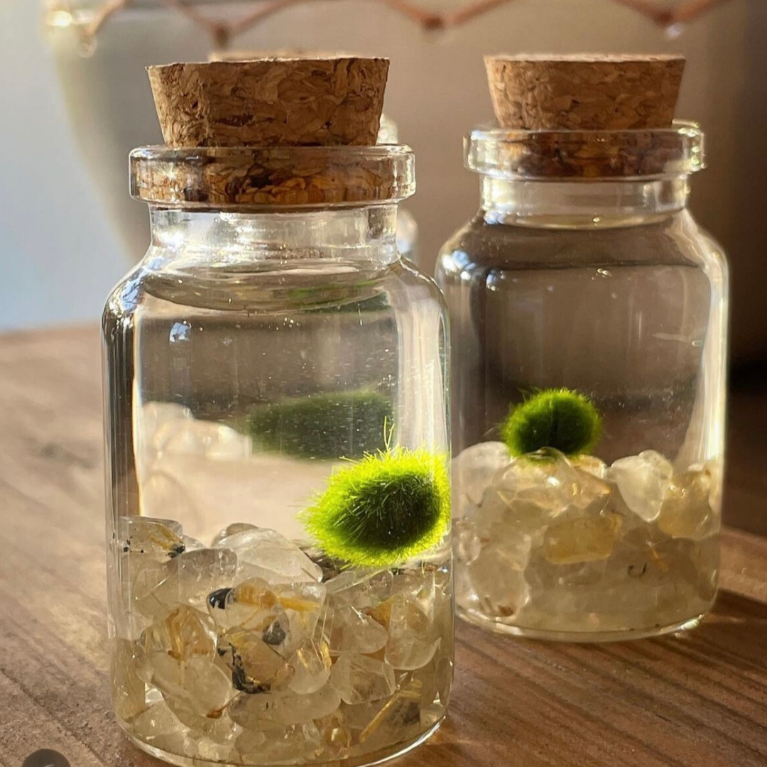 Tiny Marimo Moss Ball Terrarium with Golden Quartz Gemstones: Single