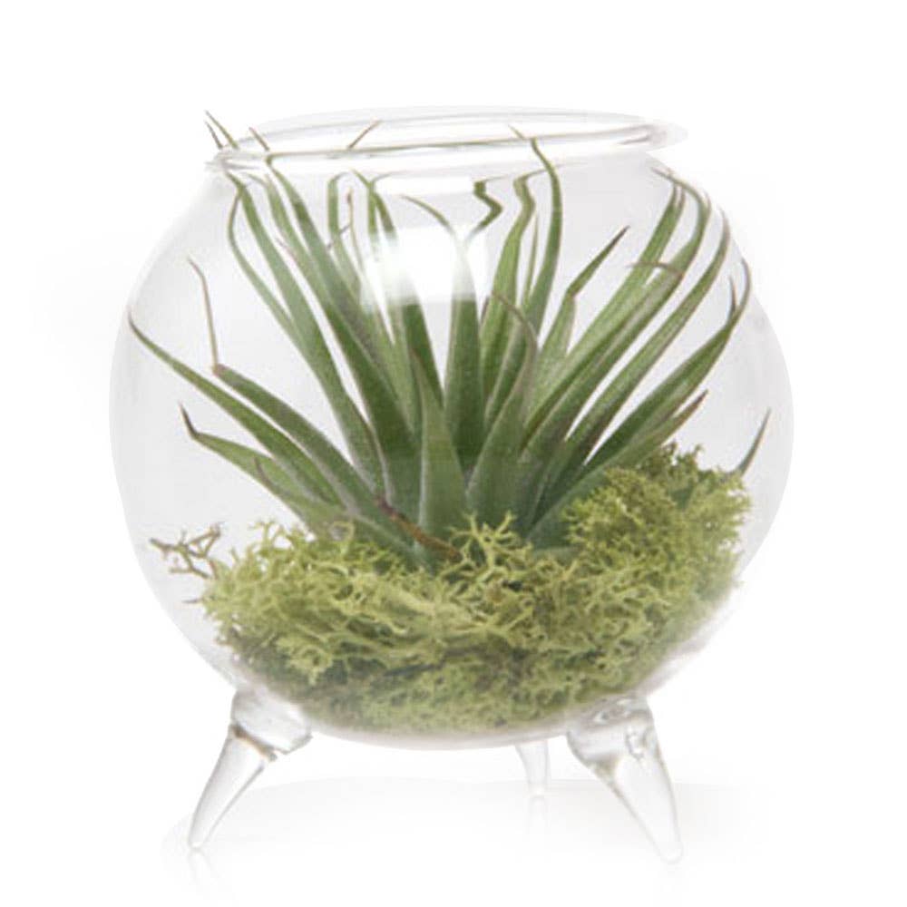 Glass Terrarium Planter | Boho Indoor Plant Decor