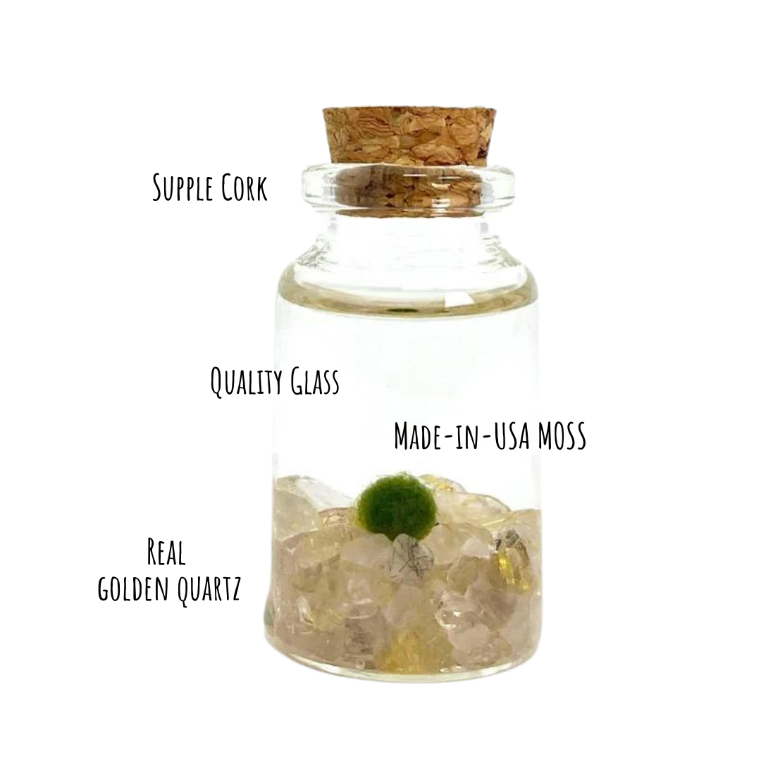 Tiny Marimo Moss Ball Terrarium with Golden Quartz Gemstones: Single