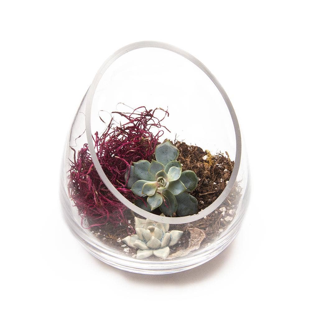 Clear Glass Terrarium Bowl For Succulents And Cactus: Large