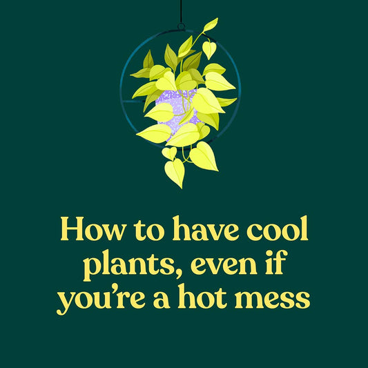 Green Dumb Guide to Houseplants