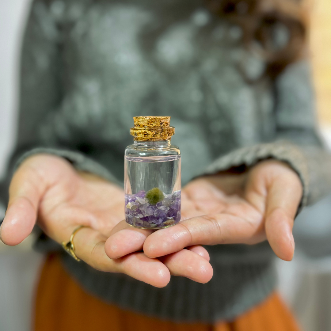 Tiny Marimo Moss Ball Terrarium with Amethyst Gemstones: Single