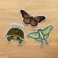 Luna Moth Sticker