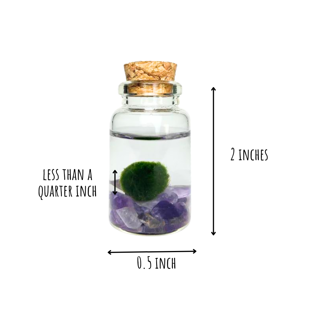 Tiny Marimo Moss Ball Terrarium with Amethyst Gemstones: Single
