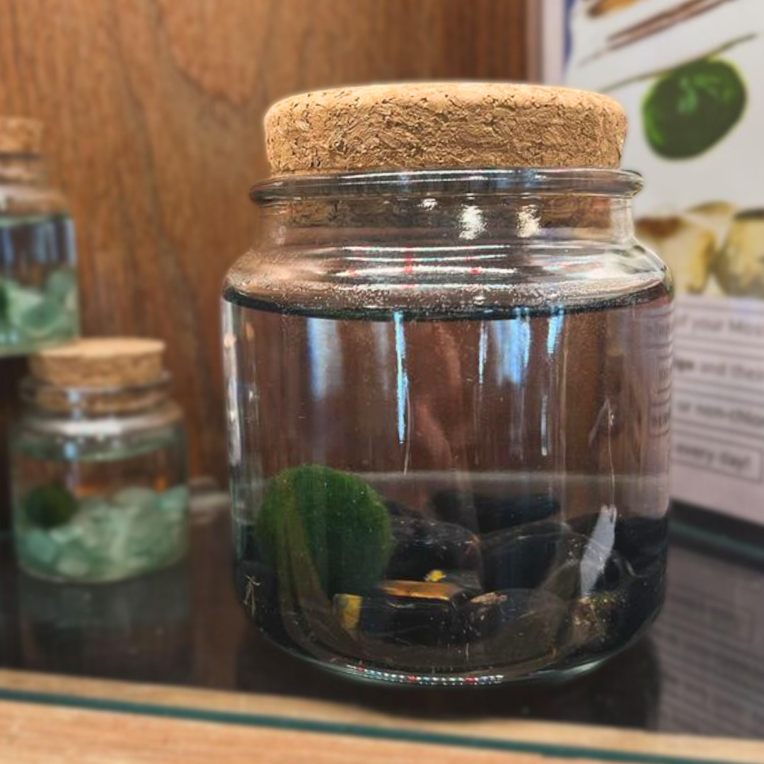 Large Marimo Marimo Moss Ball Terrarium with Obsidian Stones
