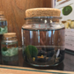 Large Marimo Marimo Moss Ball Terrarium with Obsidian Stones