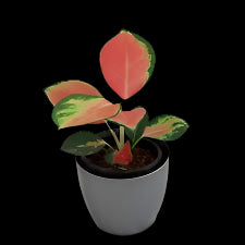 5" Aglaonema China Red