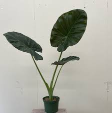8" Alocasia