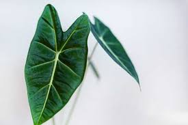 Alocasia Best