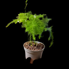 4" Asparagus Fern