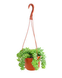 2.5" Rat Tail hanging basket