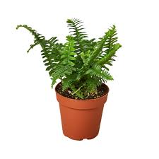 4" Jester's Crown Fern